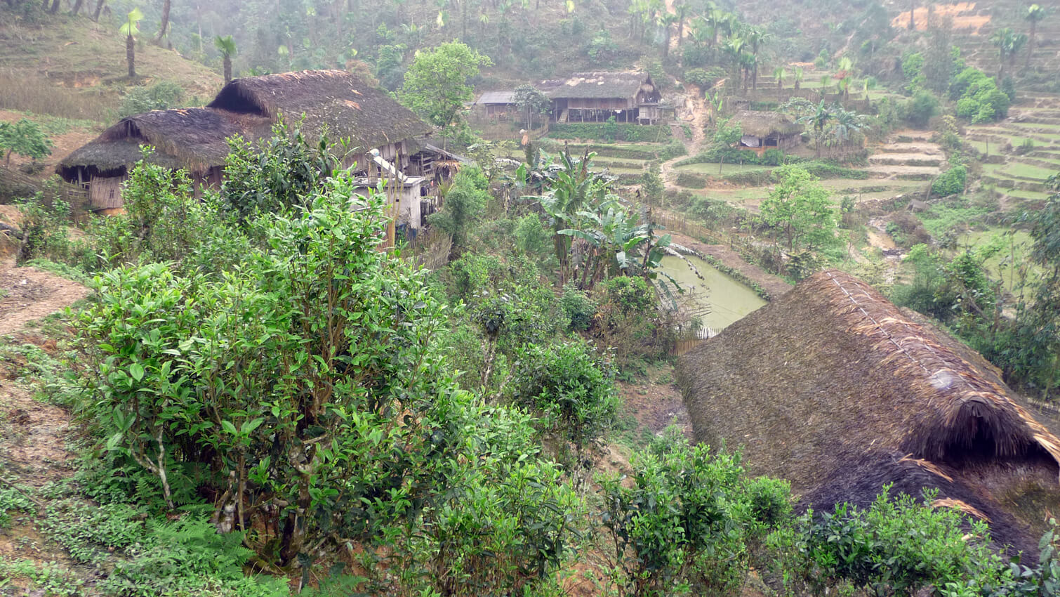 Jardin thÃ© vert menthe coopÃ©rative Báº£n Liá»n au Vietnam